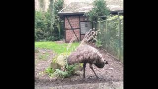 •°Weltvogelpark Walsrode•°EMU [upl. by Naillig]