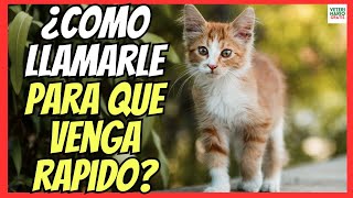 🔴 ¿COMO LLAMAR A UN GATO PARA QUE VENGA RÁPIDO 🔴 [upl. by Drof]