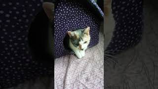 Бабушка и продавец Юмор 😂😂🙈😉😜 cat love house cutecat life Seller Shop петросян [upl. by Assiram]