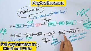 Phytochromes in plantsStructureGenesPhotosensory biologyPlant physiology [upl. by Leanatan]