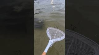 Catching a cownose ray in a net [upl. by Andres]