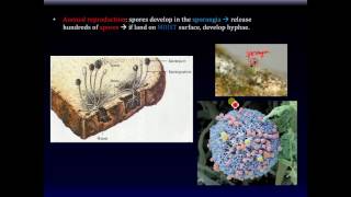 Chap 20 video  Biology Rhizopus stolonifer Zygomycota bread mold [upl. by Artair]