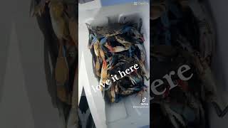 crabbing fishing seafood crabbers nature  Like  share  comment and subscribe 10424 [upl. by Yesdnil]