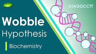 Wobble Hypothesis  AntiCodon  BIOCHEM Part4  Protein synthesis [upl. by Ltihcox]