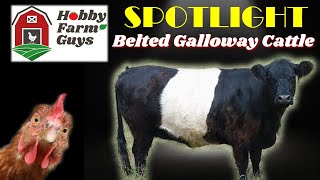 HFG Farm Animal Spotlight Belted Galloway Cattle [upl. by Averil]