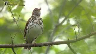 Wood Thrush singing [upl. by Short]