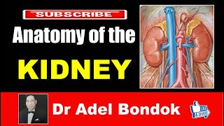 Anatomy of the Kidney Dr Adel Bondok [upl. by Nevak674]