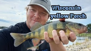 Wisconsin yellow Perch fighting through rain storms [upl. by Llehsar]