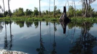 Billys Lake Okefenokee Swamp [upl. by Douville]