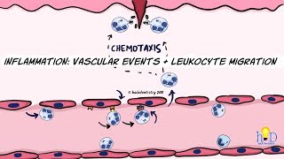 Inflammation Vascular events and leukocyte migration [upl. by Ecydnarb]