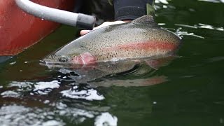 Parklands Monster Trout  Russell Inn Manitoba [upl. by Anyd601]