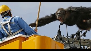 Wild Chimp Escape Chase CAUGHT ON CAMERA [upl. by Drucie]