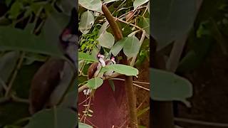 🤩Pair of Birds❤️ birds birdbirdslover birdwatching greennature short shortvideo [upl. by Erbe]