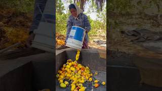 How to make cashew feni in India street food foodies streetfood shortsviral [upl. by Asyar]