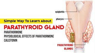 Parathyroid Gland  Parathormone  Physiological Effects of Parathormone  Calcitonin [upl. by Lambert]