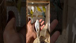 New parrot mar gya😭 petlover minivlog kabutarvlog vlog pigeonvlogger birds budgies parrot [upl. by Fuhrman]