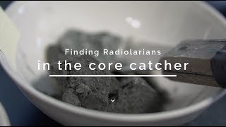 Finding radiolarians in the core catcher [upl. by Faxon]