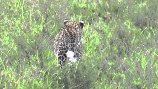 Leopard in der Serengeti [upl. by Sad]