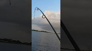 Reeling up to head in and this HAPPENS fishing redfish fishcatching [upl. by Doak]