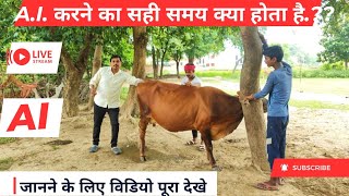 How to do AI in Heifer Cow Right Method  AI करने का सही तरीका  Raju maurya viralvideo [upl. by Zakarias]