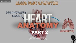 CARDIAC SYSTEM  HEART ANATOMY PART 2 [upl. by Ingeberg]