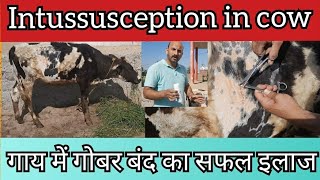 गाय में Intussusception बिमारी का सफल ऑपरेशन  गोबर बंद का इलाज  Impaction  Dr Ashwani Bassan [upl. by Osicran]