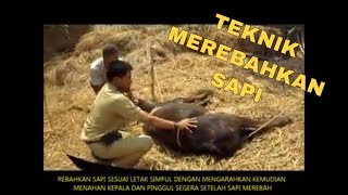 TEKNIK MEREBAHKAN SAPI [upl. by Valera216]