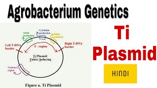 Ti Plasmid  agrobacterium genetics  vir regulon in Hindi [upl. by Brittnee]