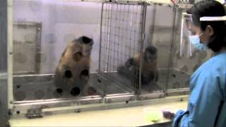 Two Monkeys Were Paid Unequally Excerpt from Frans de Waals TED Talk [upl. by Ainnat]