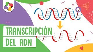 Transcripción del ADN  Educatina [upl. by Williams]