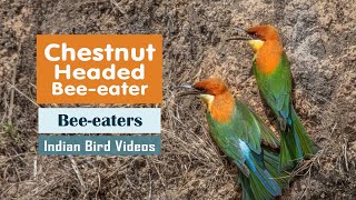 The Chestnut Headed Bee Eater Merops leschenaulti  Indian Bird Videos [upl. by Annahsat107]