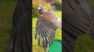 HARRIS HAWK IN THE SUN [upl. by Welford]