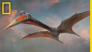 Pterosaurs 101  National Geographic [upl. by Aehcim]