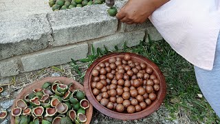 HARVESTING MACADAMIA NUTS [upl. by Drahser]