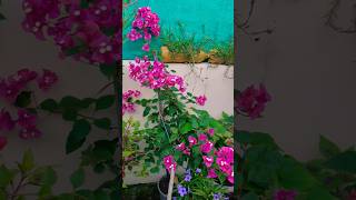 Dark pink bougainvillea flowers 💗💜gardening gardenflowers viralvideo [upl. by Dunn]