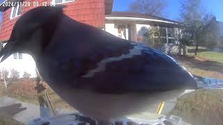 Daily Birdwatching  Netvue Birdfy Birdfeeder Cam  November 29 2024 [upl. by Ailehpo]