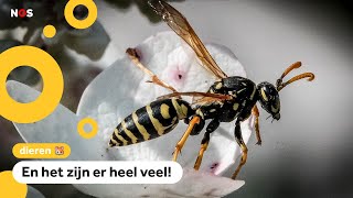 Bzz Wespen zijn vroeg dit jaar [upl. by Georgette]