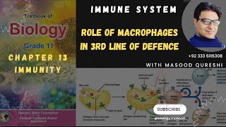 Role of Macrophages in Immune System  3rd Line of Defence  Biology Grade 11 Urdu Hindi English [upl. by Nerradal935]