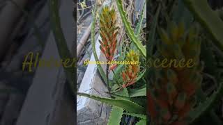 Aloevera inflorescence short aloevera viral plant medicinalplant inflorescence botany [upl. by Sigismundo628]