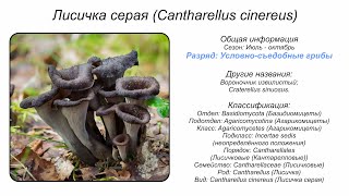 Лисичка серая Cantharellus cinereus [upl. by Nue]