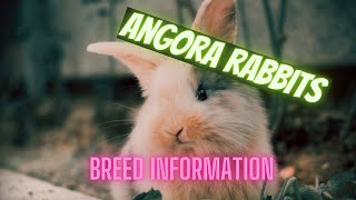 Angora Rabbit  Breed information  Everything you need to know [upl. by Mccallion102]