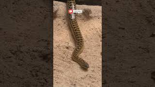 Yellow Anaconda Spotted in Snake Park petsecosystem snake anaconda [upl. by Gherardi]