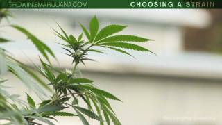 Choosing Your Strain  Beginner Marijuana Growing  Strains  Indica VS Sativa  1 [upl. by Einnad23]