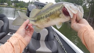 Topwater Buzzbait fishing  July 2024 [upl. by Llerraf]