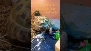 Our amazing Tortoise 🐢 has a white wee Urates😱 😳 pets youtube youtubeshorts tortoise [upl. by Tomlinson]