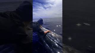 Whale Love Forever Year After Year🐋💙 🐬🦈🤿🌊shorts shortsfeed shortvideo viralvideo trending [upl. by Solahcin]