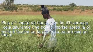 Le panicum une excellente culture fourragère au Mali [upl. by Otreblasiul381]