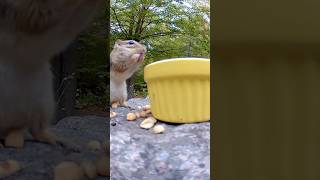 Critter cam 🎥🐿️ cottagecore animals forestsounds forestanimals canadalife chipmunks forest [upl. by Hadeehuat]