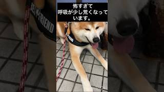 【秋田犬ワクチン待ち】 大型犬 大型犬のいる生活 犬と子供 秋田犬 akitainu japaneseakita 予防接種 ワクチン 狂犬病 ＃犬の動画 dog [upl. by Nadaba59]