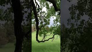 Wind Blowing through The Cottonwoods at Ingalls Family Homestead [upl. by Ymmor]